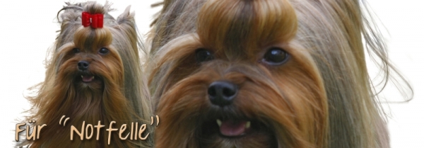 Spardose Yorkshire Terrier